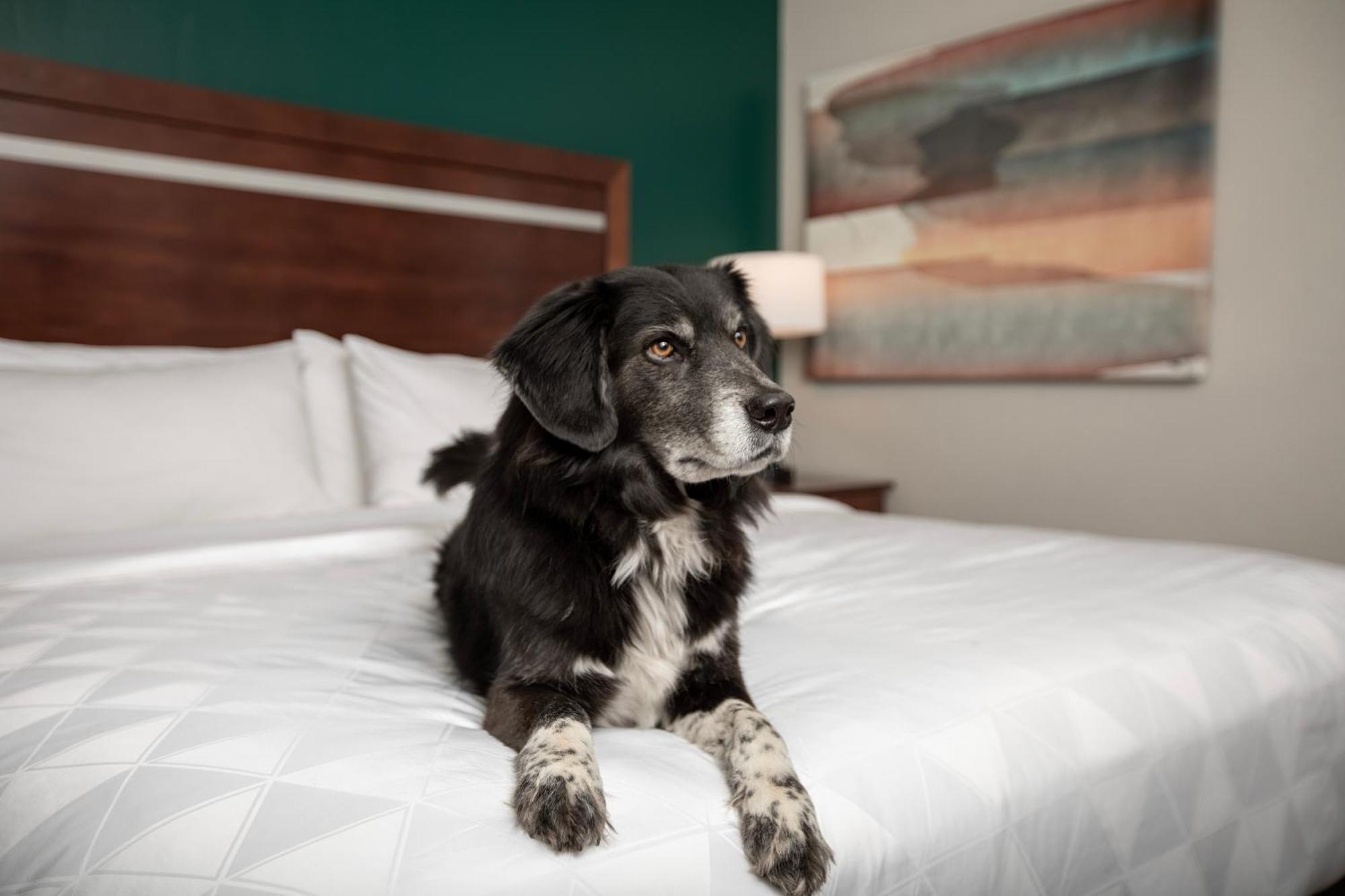Holiday Inn & Suites Durango Downtown By Ihg Eksteriør bilde